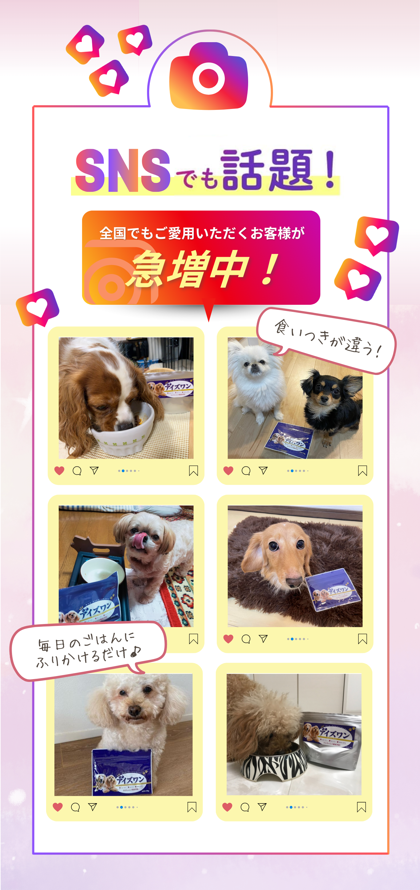 楽天市場】【クーポン使って最大15%OFF】犬 目 サプリメント サプリ
