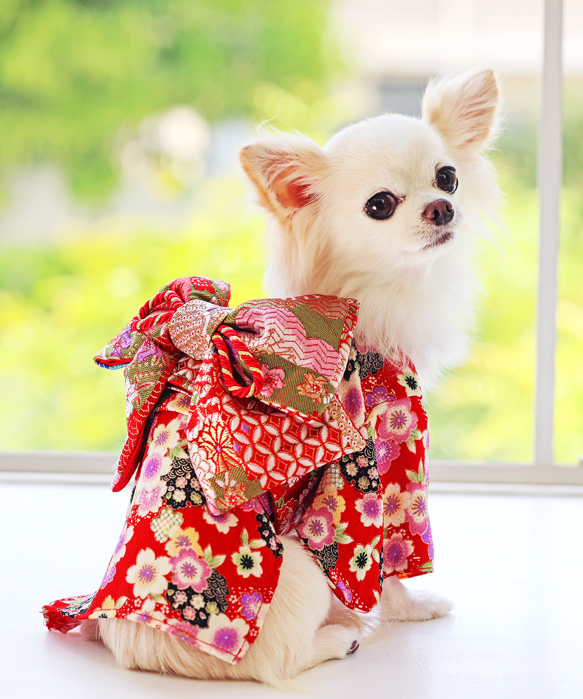 楽天市場】【犬 服 犬着物 お正月 初詣 年賀 犬服 着物 振袖 七五三