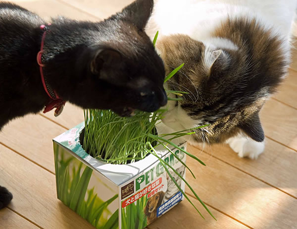 猫の巣猫の草編み巣4 猫の巣猫の草編み巣4