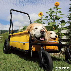 エアバギー キャリッジ（AirBuggy Carriage）（大型犬・中型犬用カート）