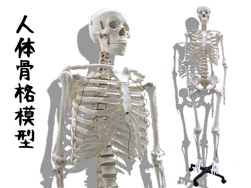 等身大 骨模型 3B 人体模型 ドイツ製 骸骨 骨格標本 オブジェ 骨格模型