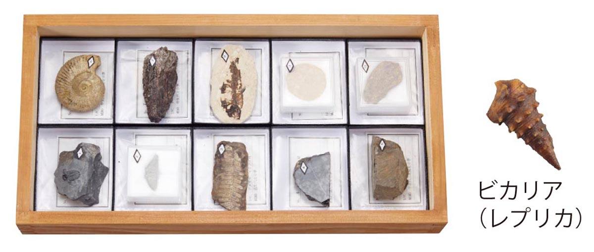 示準化石標本 10F【りかなび】ケニス株式会社