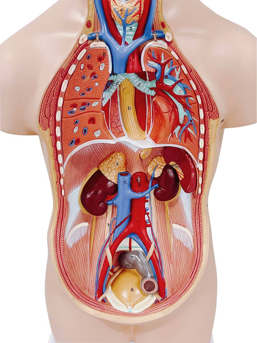 人体解剖模型（トルソー型） KIS－12【りかなび】ケニス株式会社
