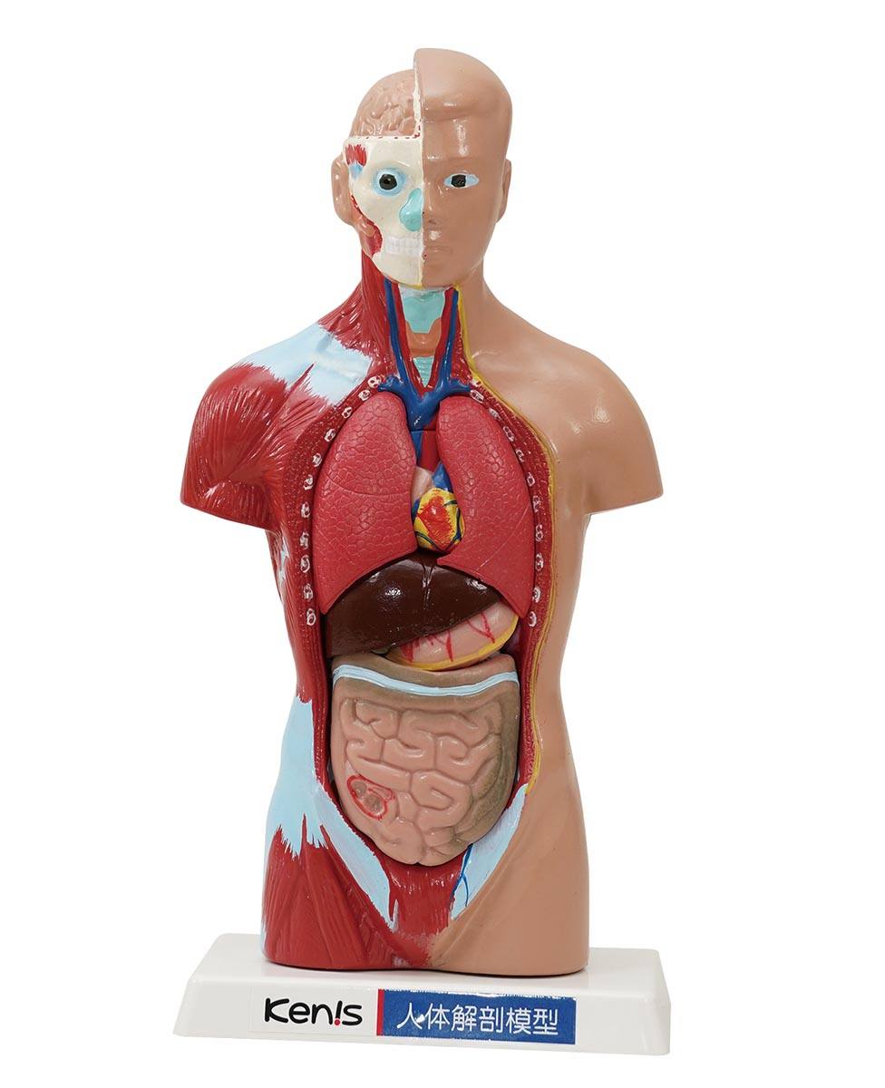 人体解剖模型（トルソー型） HTM－26【りかなび】ケニス株式会社
