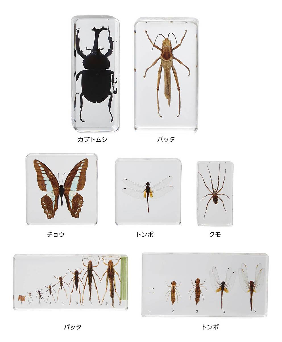 珍種 珍産地 ウィデマンニアフリカイボタ 蛾 標本 メルカリ 2026年最新