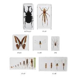 プラスチック封入昆虫標本 PKSGD（7種）【りかなび】ケニス株式会社