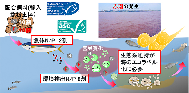 海洋微生物生態が織り成す「環境予測科学」を始動 | 理化学研究所