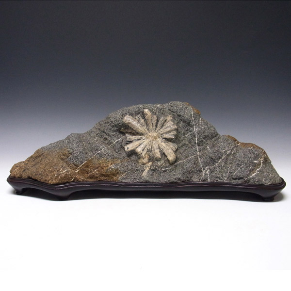 天然石 鑑賞石 菊花石 置物 重さ約1.7kg 唐木台付 V R6819 天然石 鑑賞