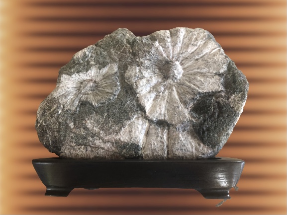 天然物 菊花石』 ｜骨董品買取 緑和堂