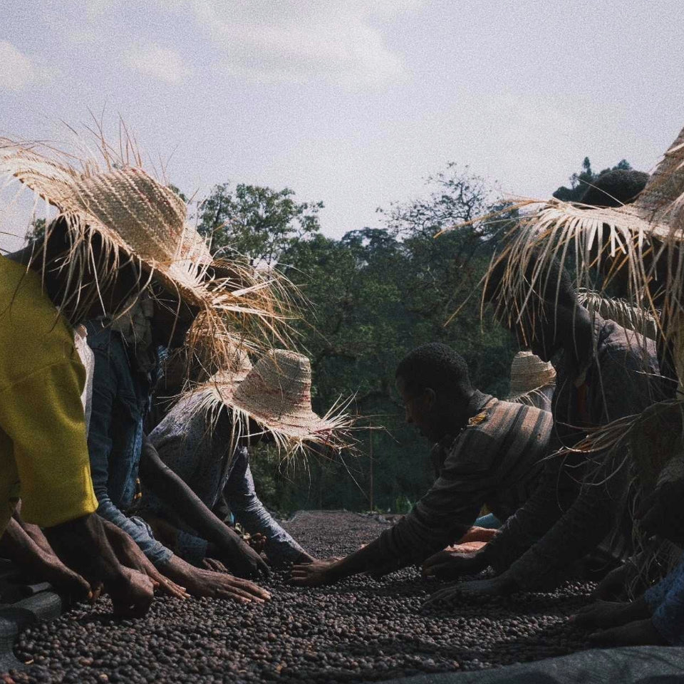 エチオピア メワ