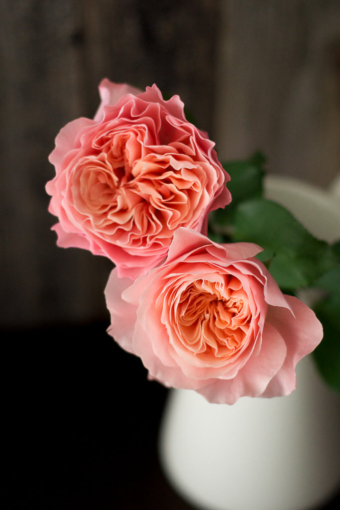 朝比野文雄 10号薔薇 バラ 朝雲｜ROSE Asagumo｜花の手帖のwebバラ図鑑