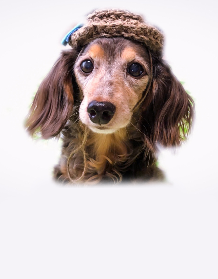 ドッグサロン Wanna Relax（ワンリラ）のトップページ｜宮崎市吉村町に