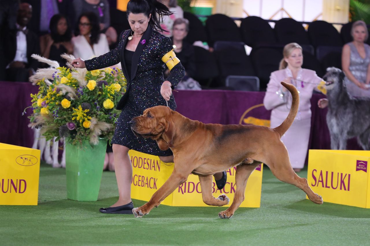 ミュージック HOUND DOG BLOOD LIVE FINAL SUPER MONDAY IN THE 207