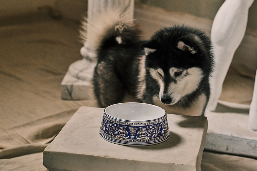 BECAUSE WE ALL DESERVE A LITTLE LUXURY フロレンティーン ペット