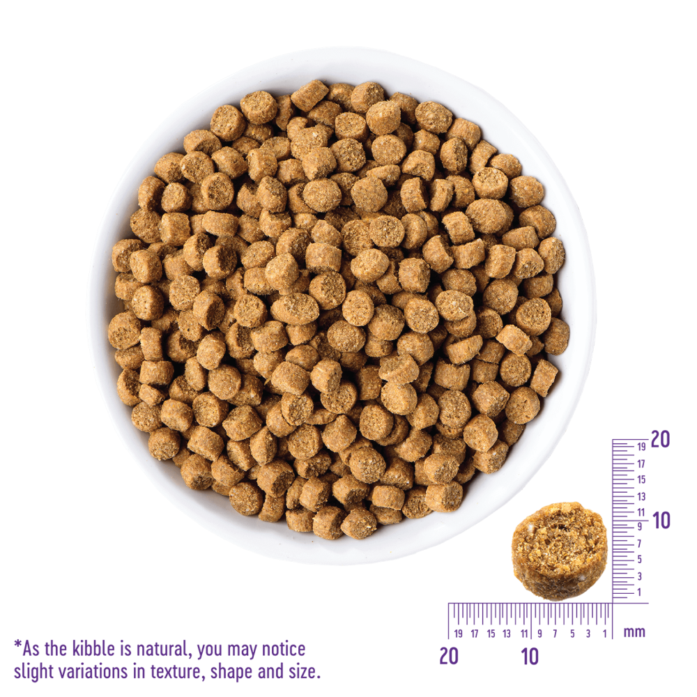 CORE DH DOG AGING CA | Wellness Pet Food Japan