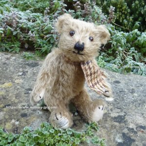 アニバーサリーアロイシャス 30cm｜メリーソート ウィットニー限定