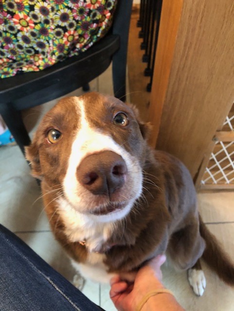 Riley – Adopted – Wisconsin Border Collie Rescue