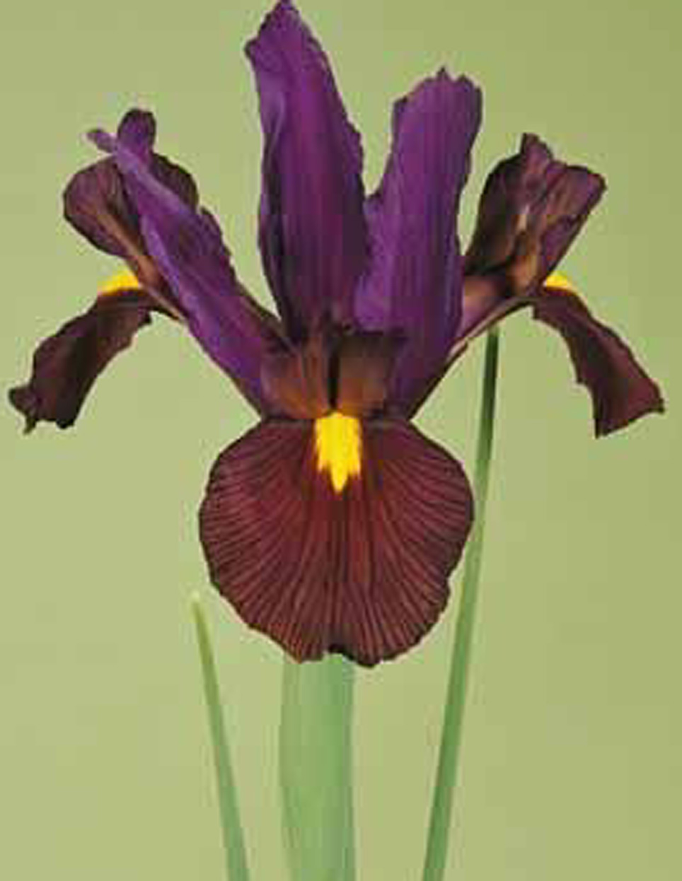 SpxEyeOfTheTiger < Main/Spx < Iris Wiki