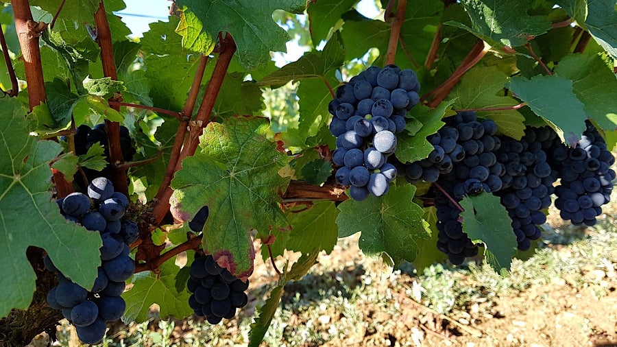 2005 Christophe Bryczek Cuvee du Pape Jean-Paul II, Morey-Saint