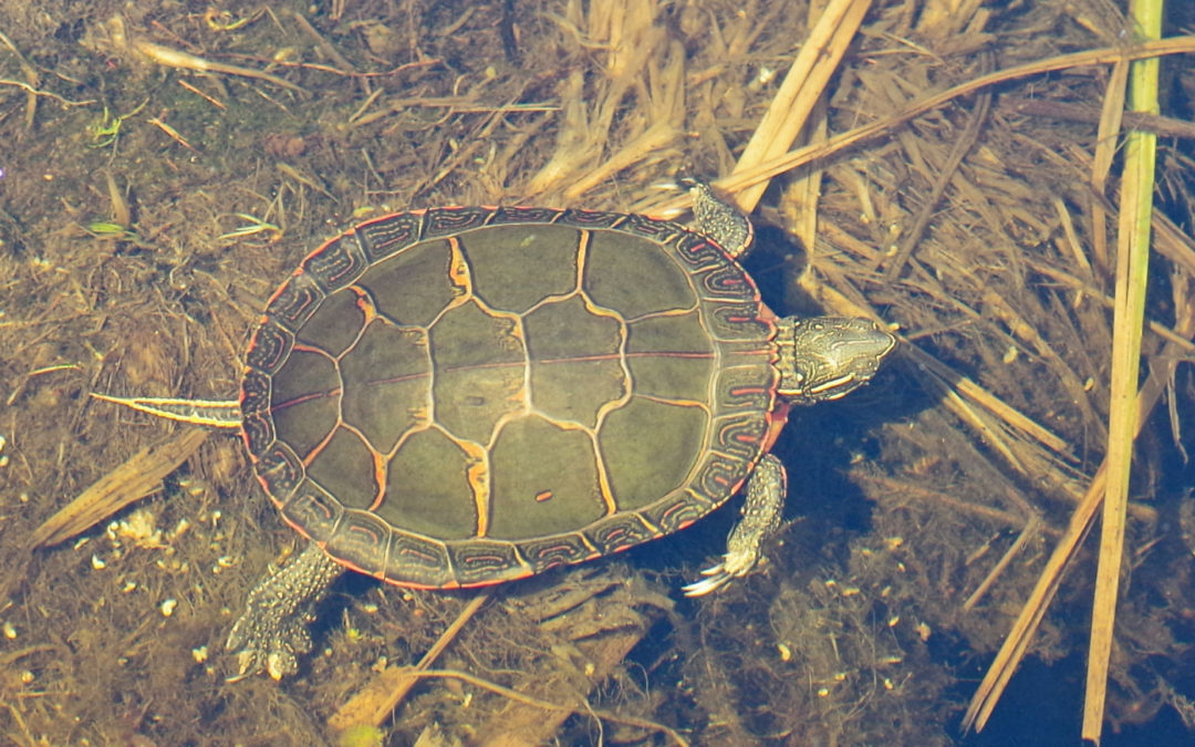 Turtles on ice | Wisconsin Wetlands Association