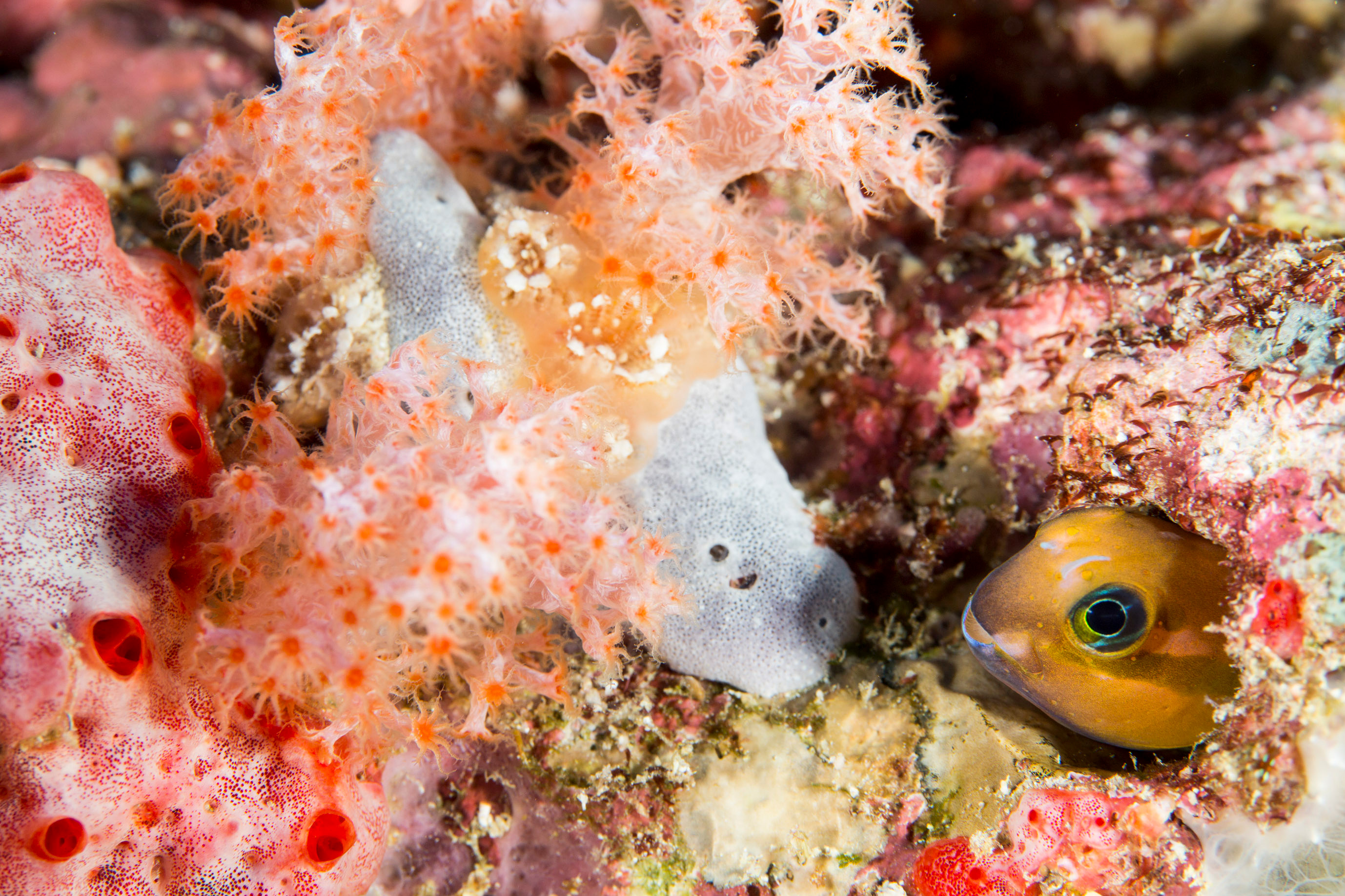 水中写真家 古見きゅう オススメ9エリア！｜ダイビングツアー専門旅行