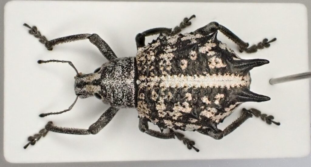 オーストラリアのトゲのあるゾウムシ(Catasarcus sp.) | ヴンダー