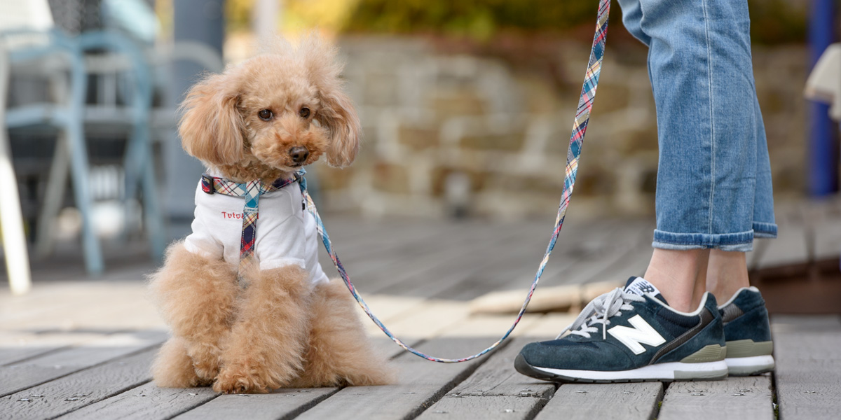 CARRY BAG（キャリーバッグ）／迷彩：Toto & Pal（トトアンドパル