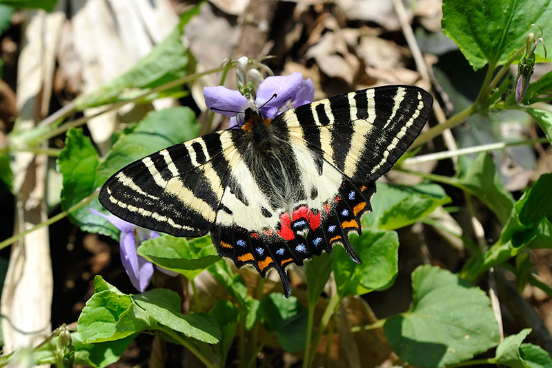 異常型・ペア】ギフチョウ（福井県産） 異常型・ペア】ギフチョウ