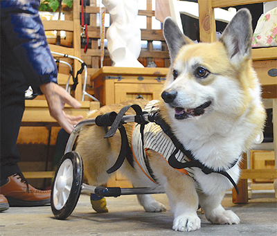 試着のみの未使用✳︎ ポチの車イス アルミニウム製 犬用 小型犬
