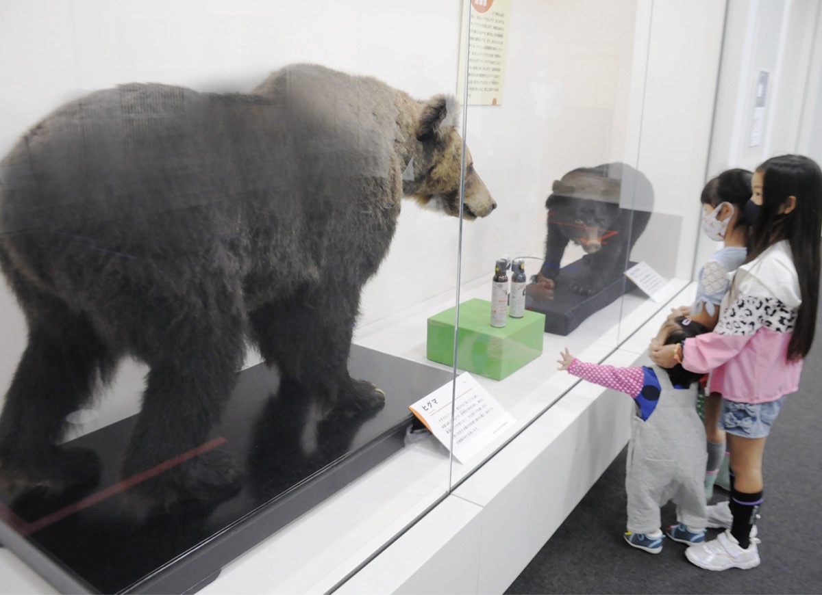 ヒグマに「大きくて怖い」 郷土博物館で特別展始まる | 厚木・愛川