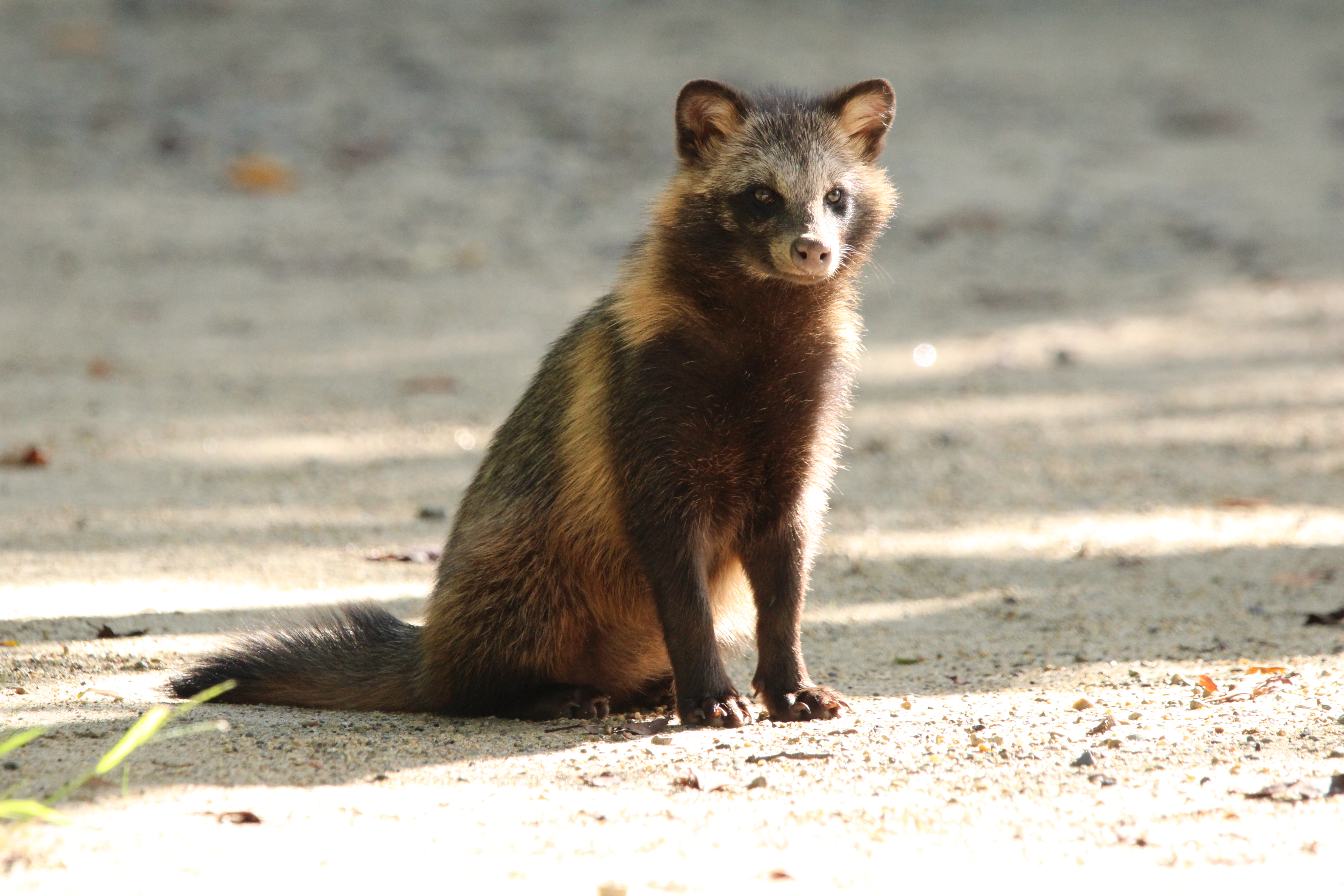 子タヌキ発見!! | 園内の見どころ