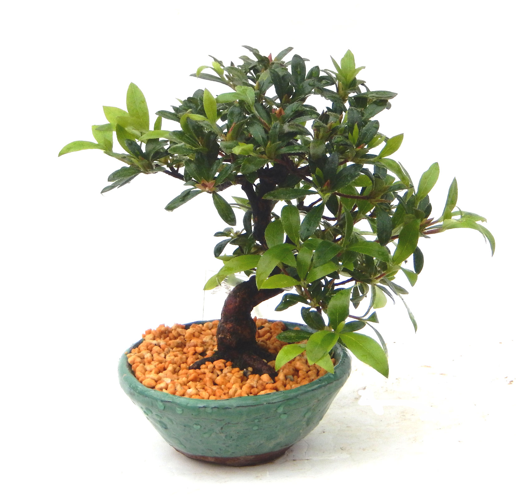 行山 盆栽鉢 大品盆栽 貴風盆栽 松柏盆栽 雑木盆栽 皐月盆栽 ♯153 鉢