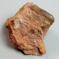 アンモナイト（Parkinsonia）｜化石販売・鉱物販売の東京サイエンス