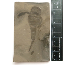 ウミサソリ(Eurypterus)｜化石販売・鉱物販売の東京サイエンス