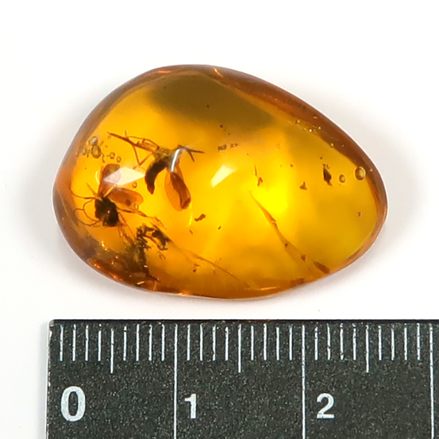 虫入り琥珀（Insects in Amber）｜化石販売・鉱物販売の東京サイエンス