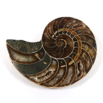 オウムガイの化石（Nautilus）｜化石販売・鉱物販売の東京サイエンス