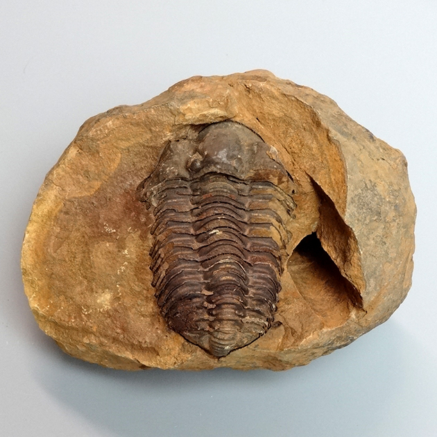 三葉虫 化石 fossil ボリビア trilobite 三葉虫綱 三葉虫管理⑦ 【公式