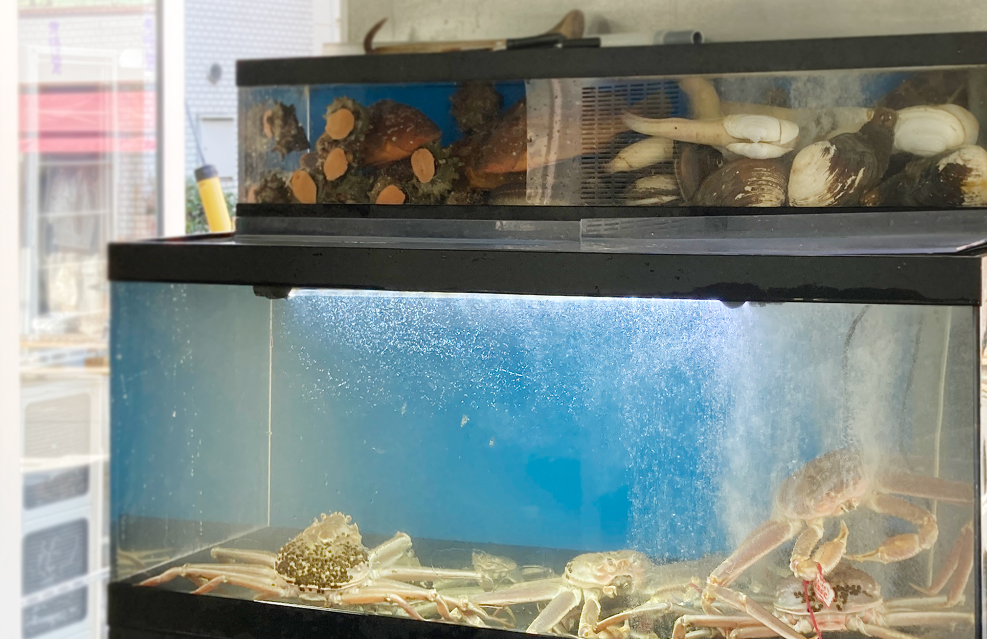 AQUA 引取限定 カンテツ水槽 上下2段セット 東京練馬区 引取限定