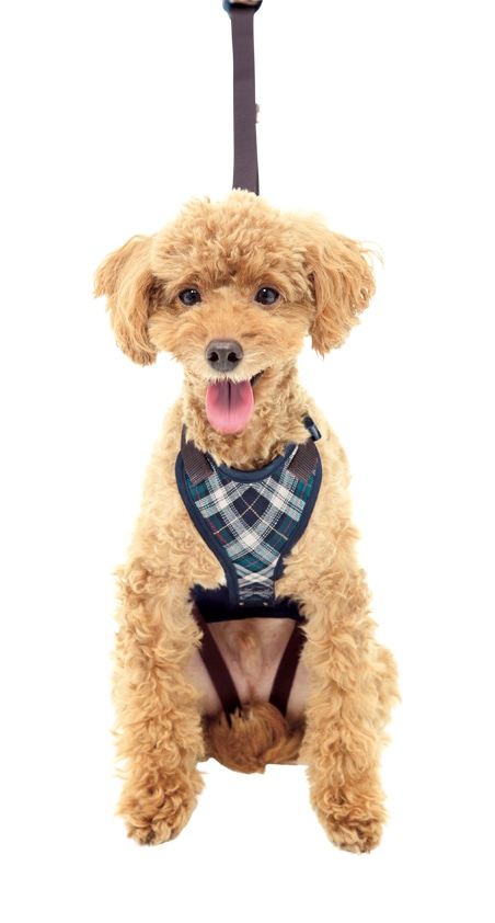 小型犬用 緑チェック | 歩行補助ハーネス LaLaWalk