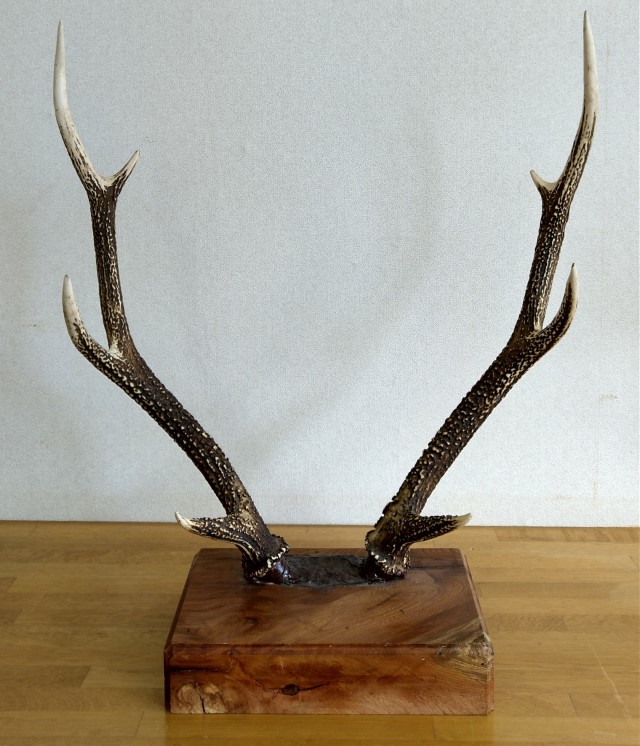 鹿の角まとめ売り10本セット 房総ジビエクラフト】工芸・壁飾り用天然素材『日本鹿の角 一対』大