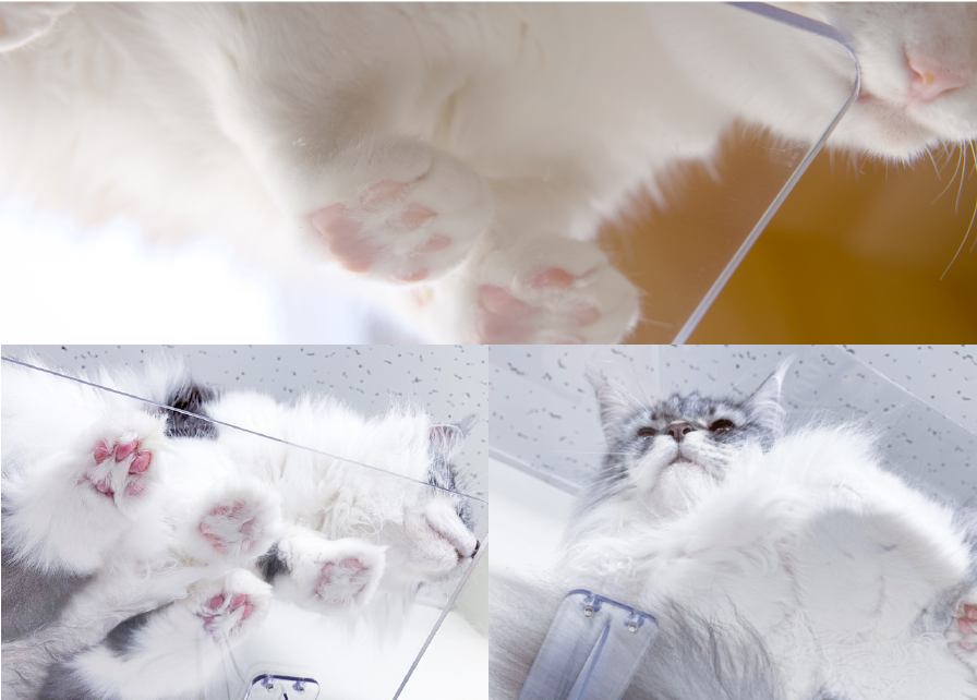 キャットステップ(窓用)PE4022｜タカラ産業株式会社