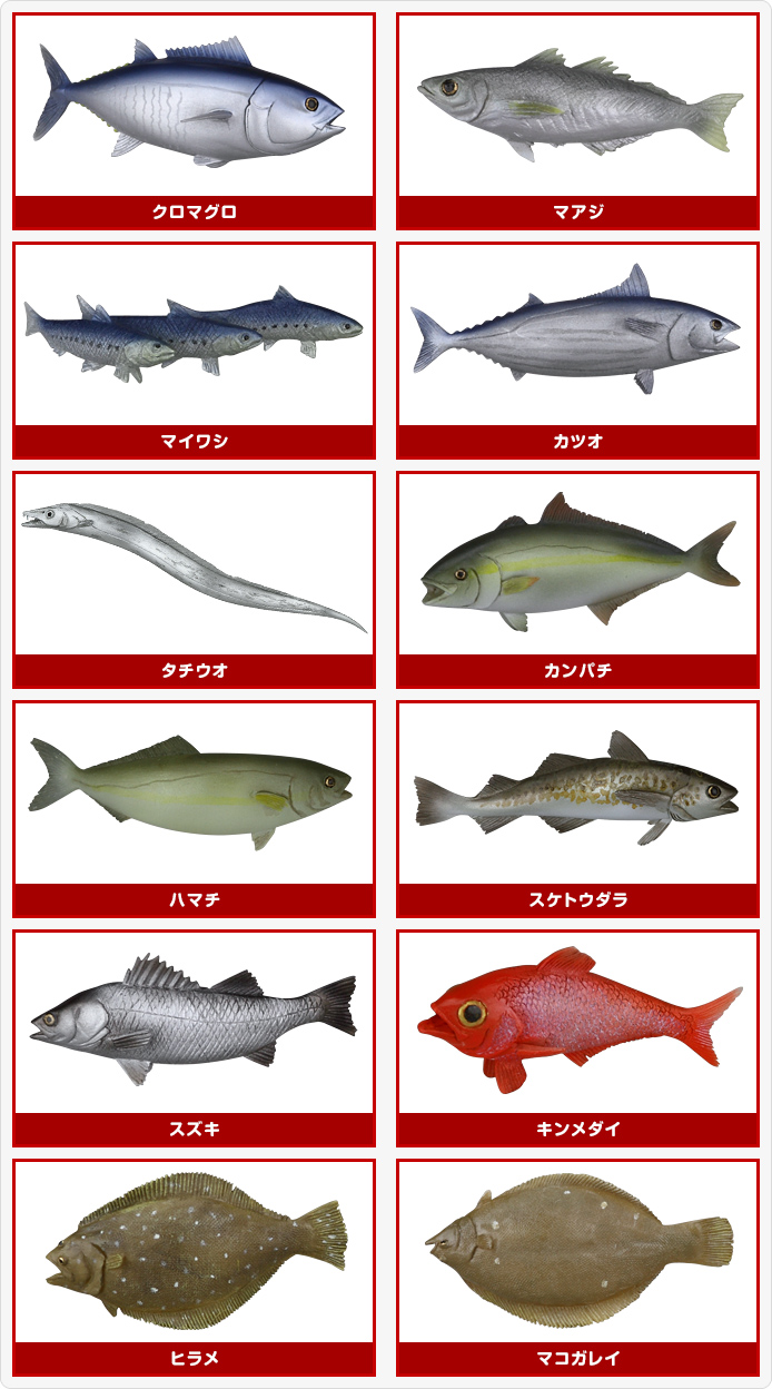 海水魚鑑賞 備品いろいろ（全品購入の方募集） 海水魚鑑賞 備品