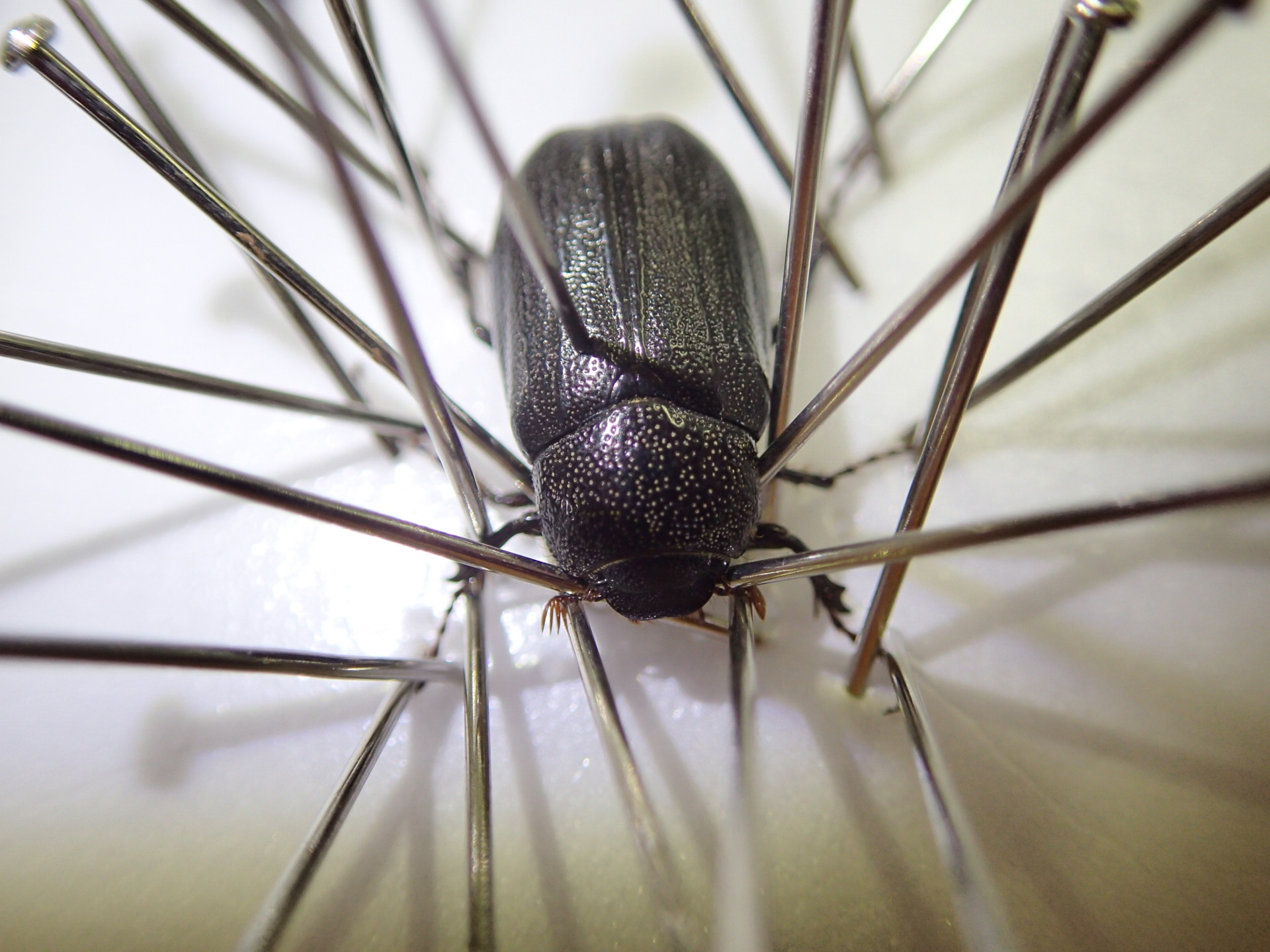 スタッフが作ってみた！はじめての昆虫標本－コガネムシ編－