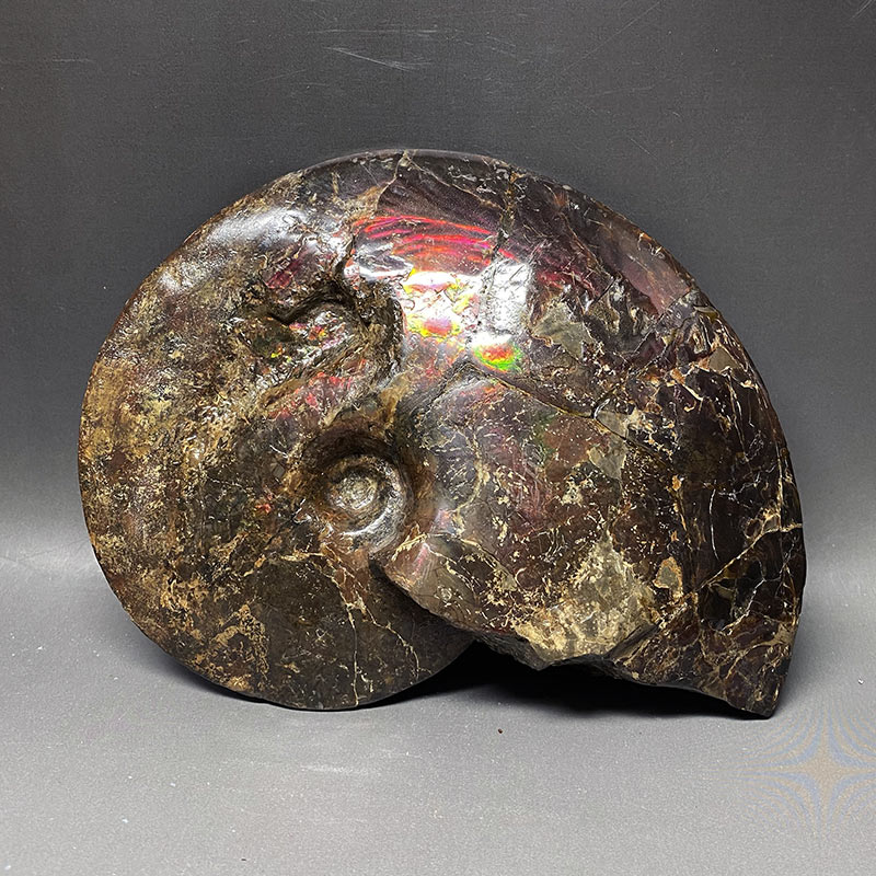 アンモライト アンモナイト化石 カナダアルバータ州 iw240711a01k