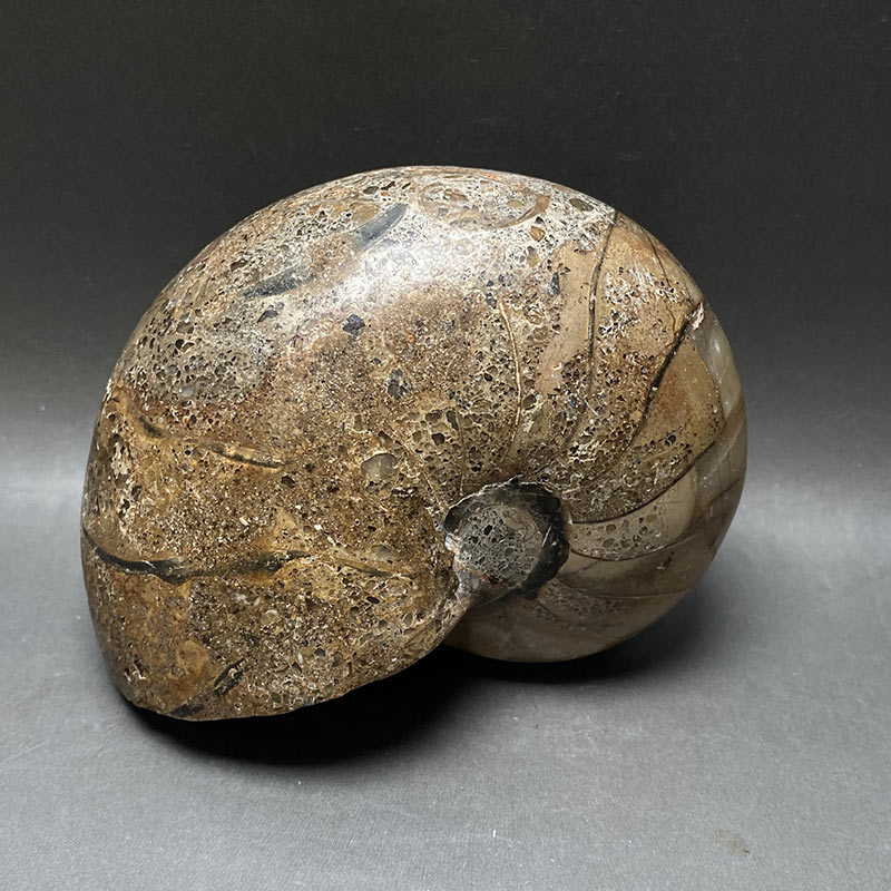 オウムガイ化石 iw241021a10k - 横浜中華街天宝堂本店