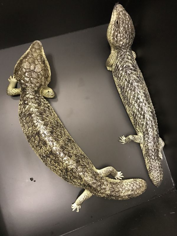 マツカサトカゲ コノーウィ CBペア - terra