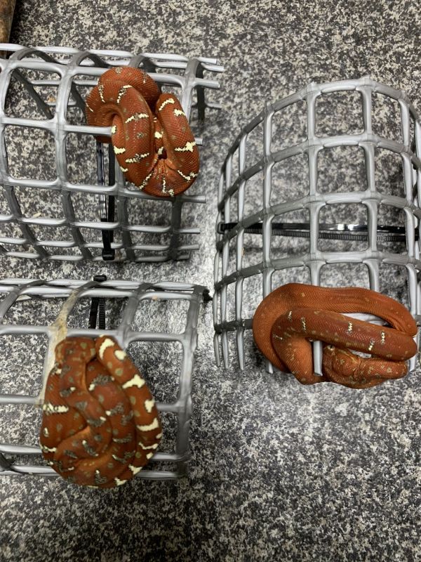 エメラルドツリーボア 国内CB - terra