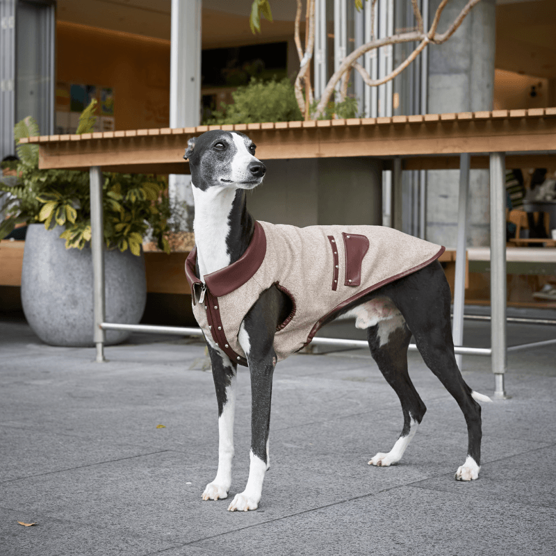 Buy Leather Vest for Dog | Bordeaux Wool Tweed Stud Pet Vest – BONDIR