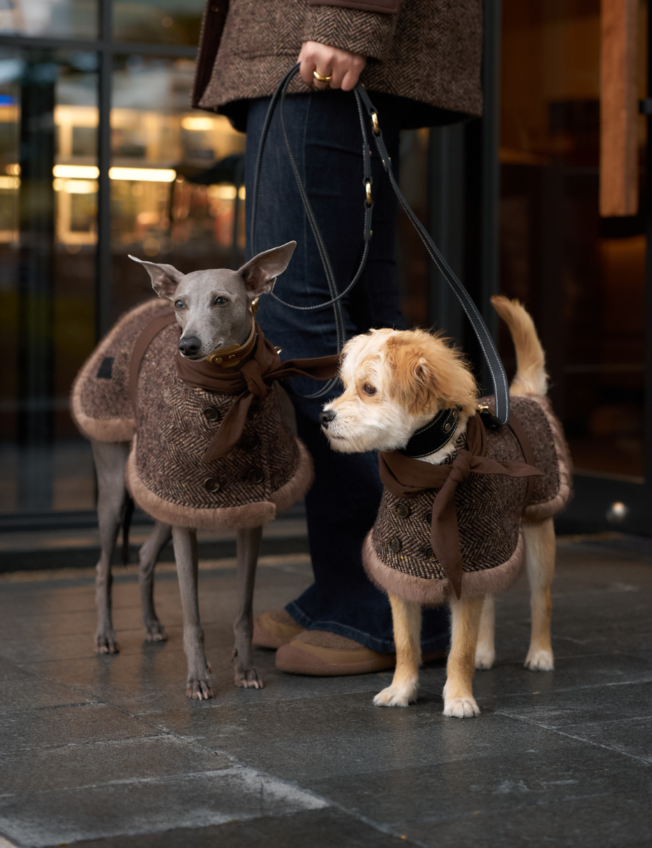 ファッショナブルな大型犬&子犬の服 |防水ジャケット - BONDIR