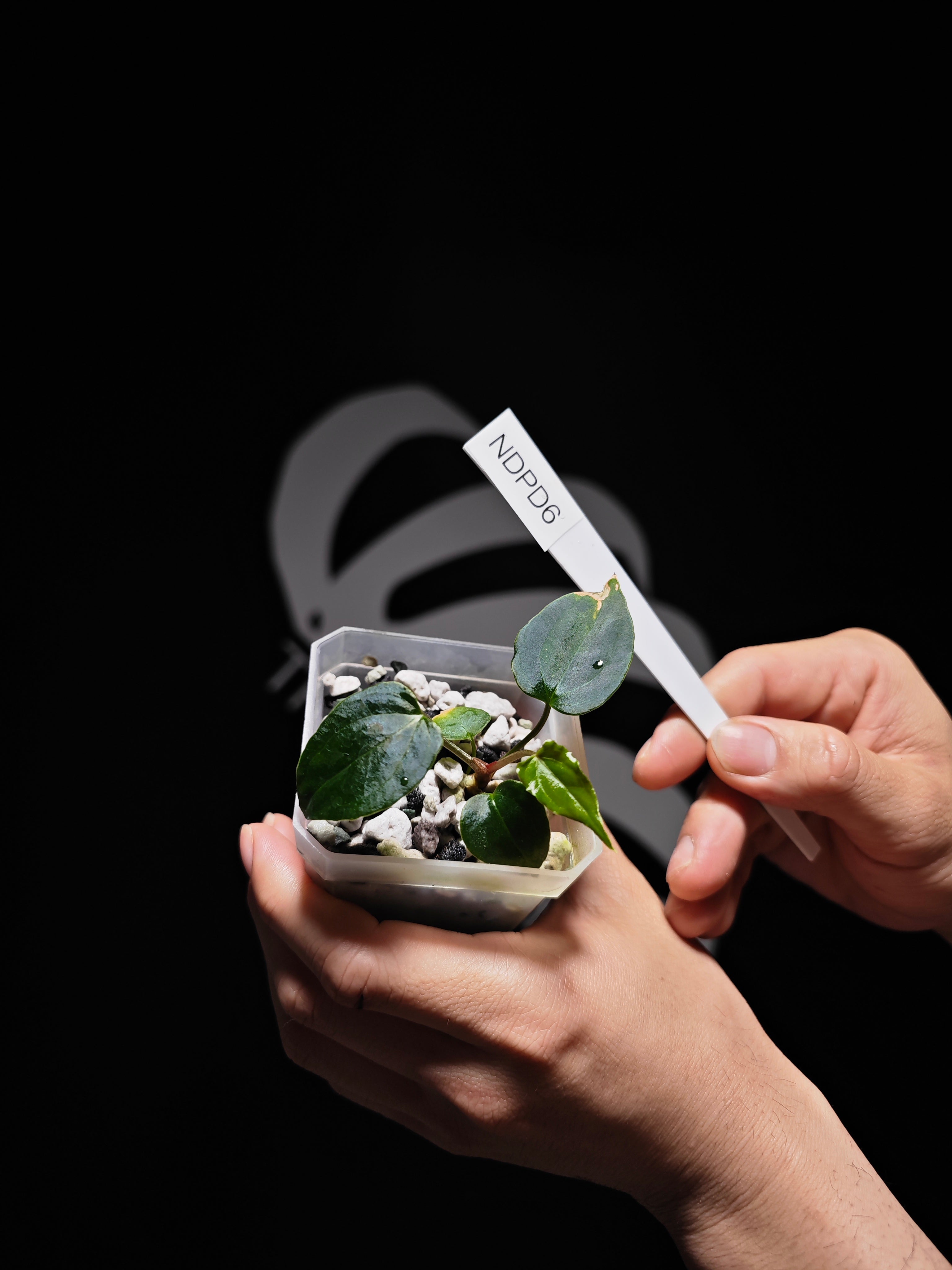 Anthurium Dark Phoenix x Papillilaminum Seedings - thebasements.com